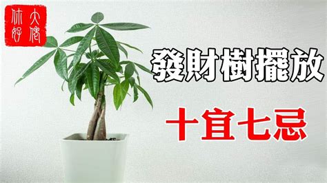 發財樹風水辦公室|發財樹擺放位置風水：不可不知的風水奧祕